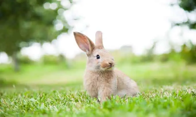 Emotional Support Rabbits as Emotional Support Animal 2 Emotional Support Rabbit concept. Rabbit looking to the right at a park