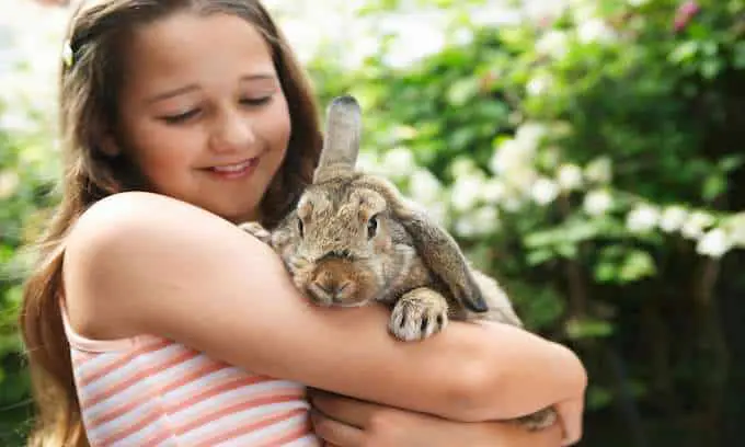 Emotional Support Rabbits as Emotional Support Animal 3 How to certify your rabbit as an emotional support animal