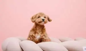  is an emotional support animal helpful for someone to maintain good health