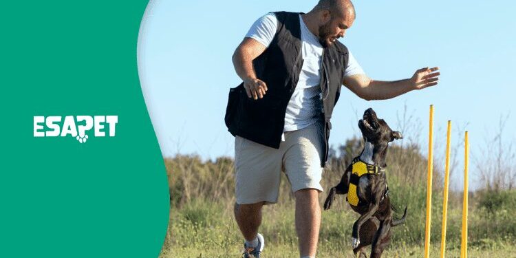 can i train my own service dog